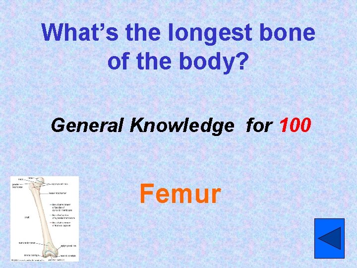 What’s the longest bone of the body? General Knowledge for 100 Femur 