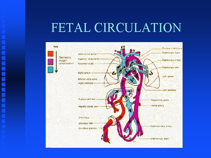 FETAL CIRCULATION 