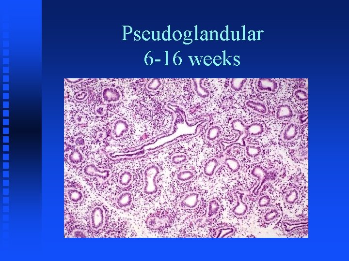 Pseudoglandular 6 -16 weeks 