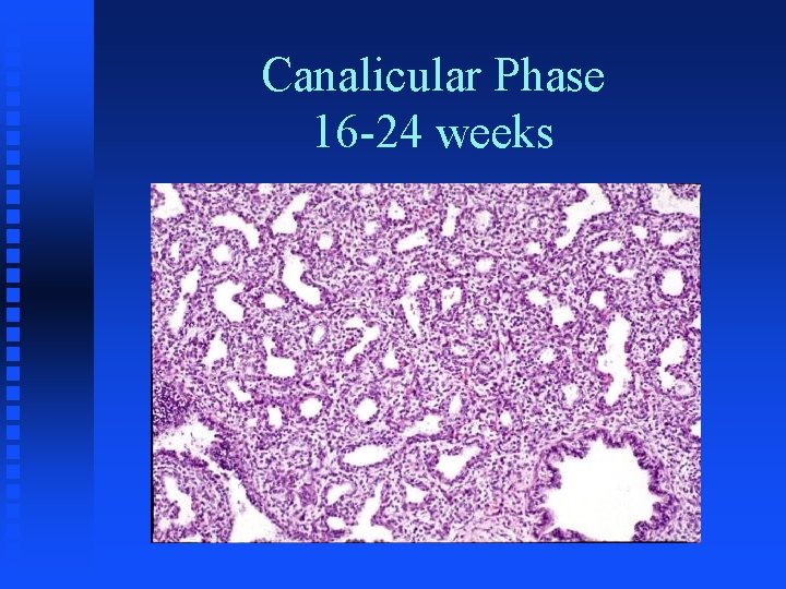 Canalicular Phase 16 -24 weeks 