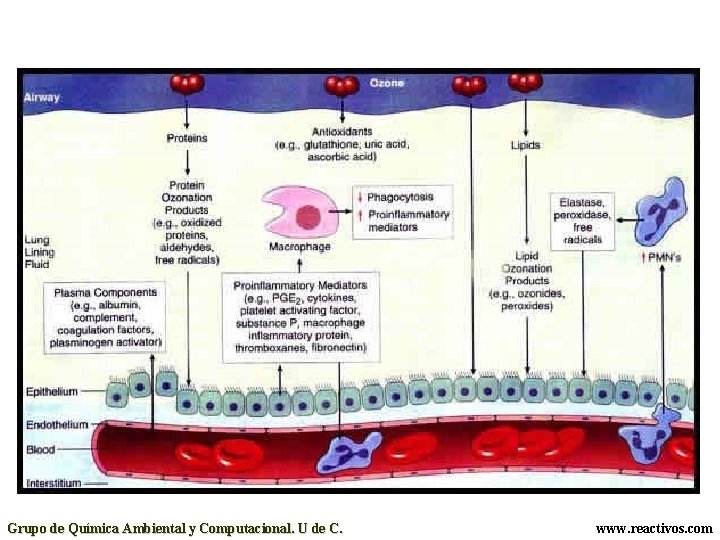 Grupo de Química Ambiental y Computacional. U de C. www. reactivos. com 