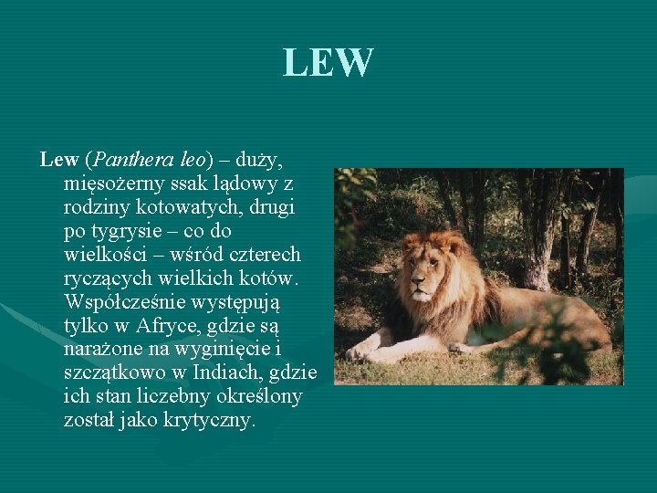 LEW Lew (Panthera leo) – duży, mięsożerny ssak lądowy z rodziny kotowatych, drugi po