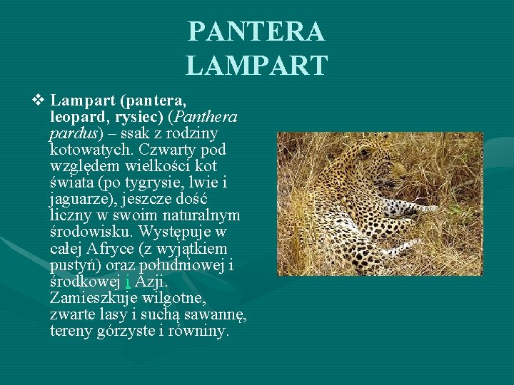 PANTERA LAMPART v Lampart (pantera, leopard, rysiec) (Panthera pardus) – ssak z rodziny kotowatych.