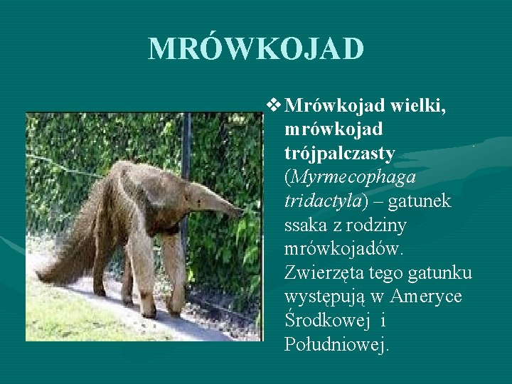 MRÓWKOJAD v Mrówkojad wielki, mrówkojad trójpalczasty (Myrmecophaga tridactyla) – gatunek ssaka z rodziny mrówkojadów.