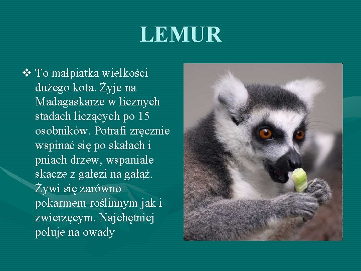 LEMUR v To małpiatka wielkości dużego kota. Żyje na Madagaskarze w licznych stadach liczących