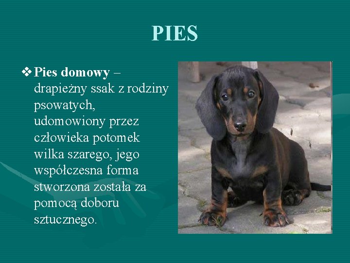 PIES v Pies domowy – drapieżny ssak z rodziny psowatych, udomowiony przez człowieka potomek