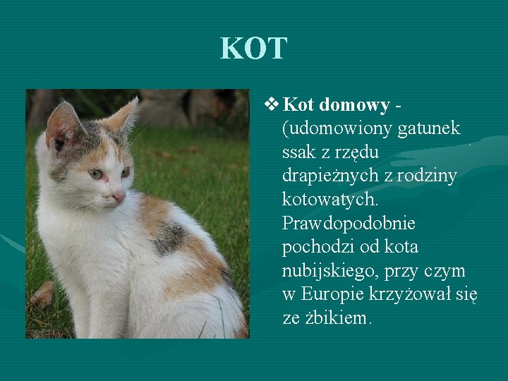 KOT v Kot domowy (udomowiony gatunek ssak z rzędu drapieżnych z rodziny kotowatych. Prawdopodobnie