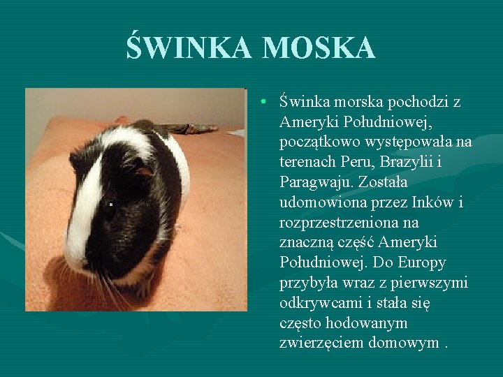 ŚWINKA MOSKA • Świnka morska pochodzi z Ameryki Południowej, początkowo występowała na terenach Peru,