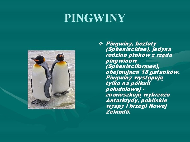 PINGWINY v Pingwiny, bezloty (Spheniscidae), jedyna rodzina ptaków z rzędu pingwinów (Sphenisciformes), obejmująca 18