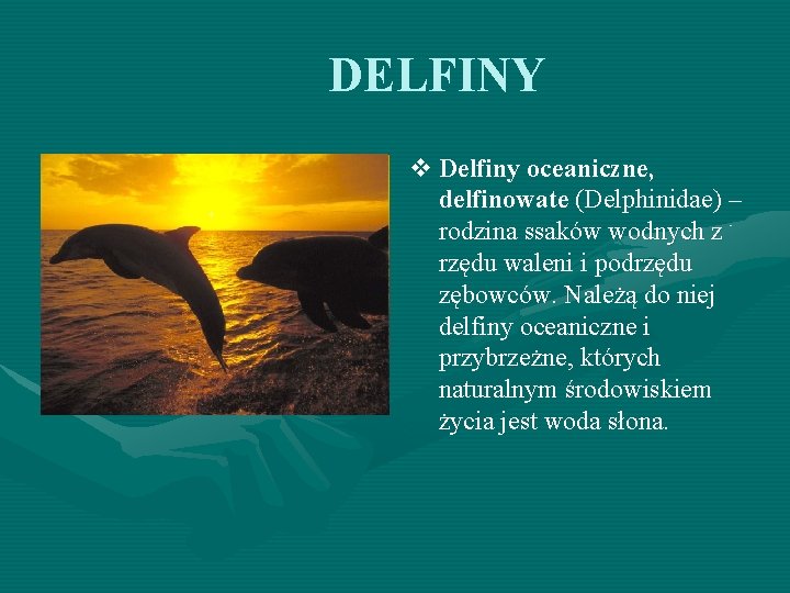 DELFINY v Delfiny oceaniczne, delfinowate (Delphinidae) – rodzina ssaków wodnych z rzędu waleni i