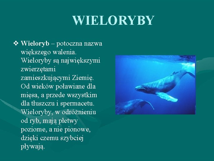 WIELORYBY v Wieloryb – potoczna nazwa większego walenia. Wieloryby są największymi zwierzętami zamieszkującymi Ziemię.