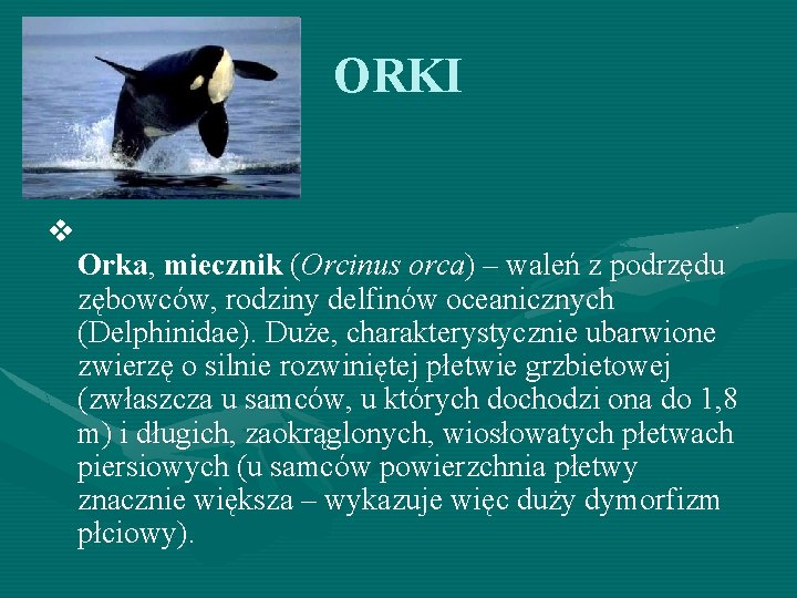 ORKI v Orka, miecznik (Orcinus orca) – waleń z podrzędu zębowców, rodziny delfinów oceanicznych