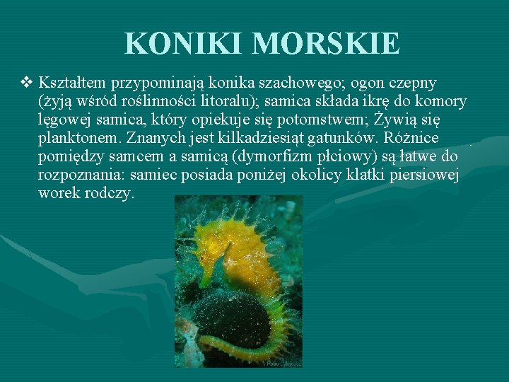 KONIKI MORSKIE v Kształtem przypominają konika szachowego; ogon czepny (żyją wśród roślinności litoralu); samica