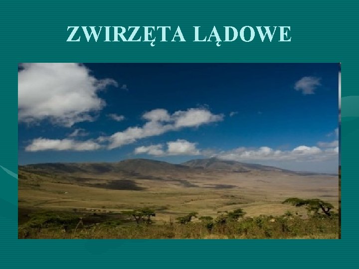 ZWIRZĘTA LĄDOWE 