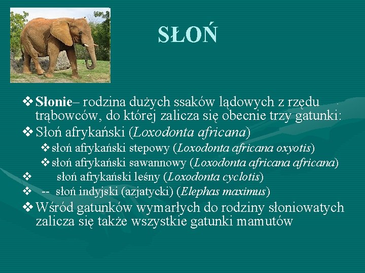 SŁOŃ v Słonie– rodzina dużych ssaków lądowych z rzędu trąbowców, do której zalicza się