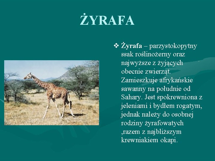 ŻYRAFA v Żyrafa – parzystokopytny ssak roślinożerny oraz najwyższe z żyjących obecnie zwierząt. Zamieszkuje