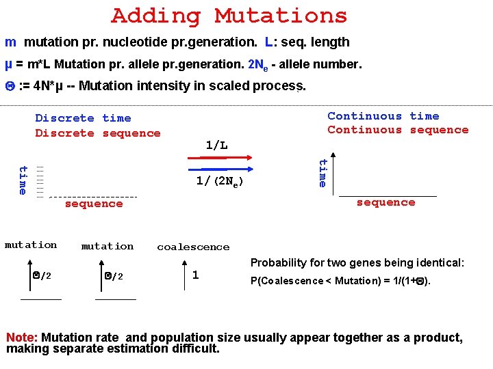 Adding Mutations m mutation pr. nucleotide pr. generation. L: seq. length µ = m*L