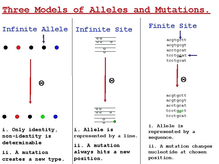 Three Models of Alleles and Mutations. Infinite Allele Infinite Site Finite Site acgtgctt acgtgcgt