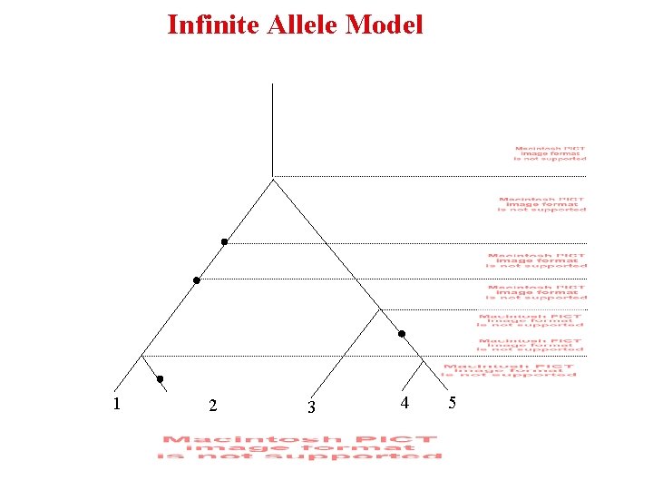 Infinite Allele Model 1 2 3 4 5 