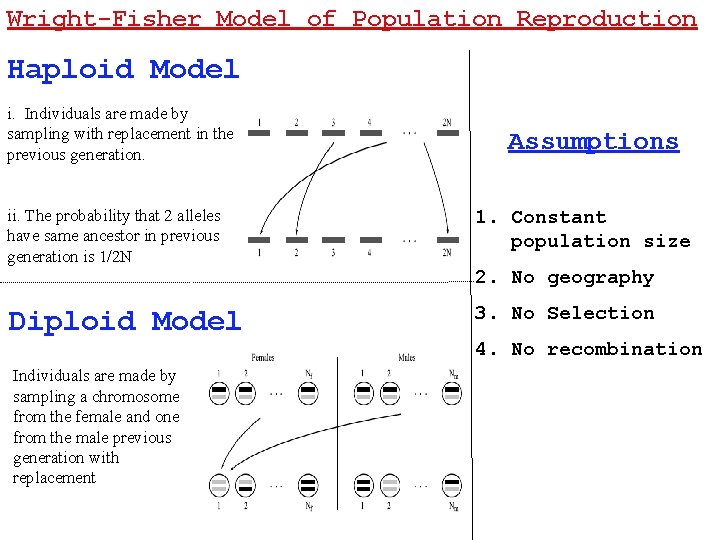 Wright-Fisher Model of Population Reproduction Haploid Model i. Individuals are made by sampling with