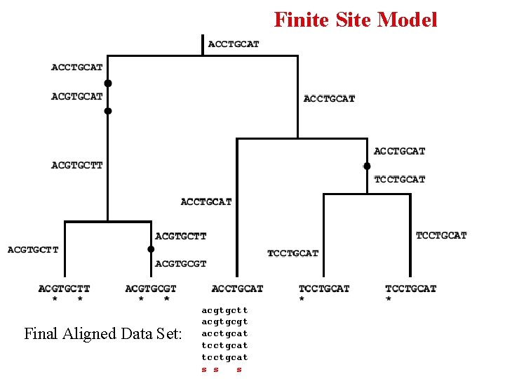 Finite Site Model Final Aligned Data Set: acgtgctt acgtgcgt acctgcat tcctgcat s s s