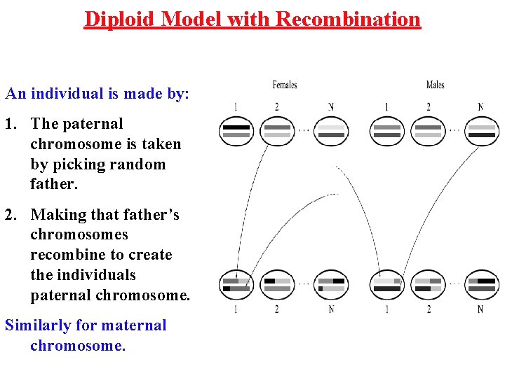 Diploid Model with Recombination An individual is made by: 1. The paternal chromosome is