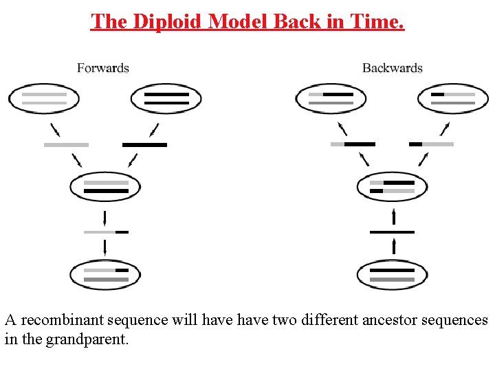 The Diploid Model Back in Time. A recombinant sequence will have two different ancestor