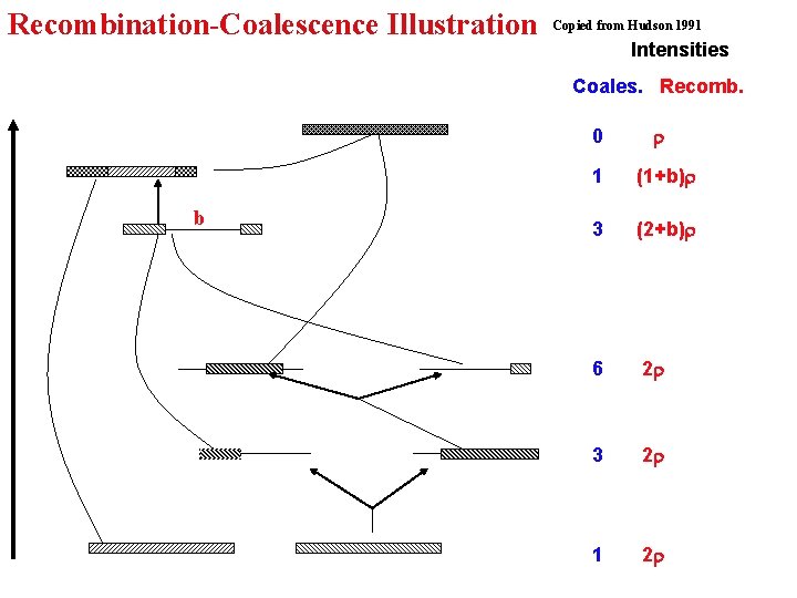 Recombination-Coalescence Illustration Copied from Hudson 1991 Intensities Coales. Recomb. 0 b 1 (1+b) 3