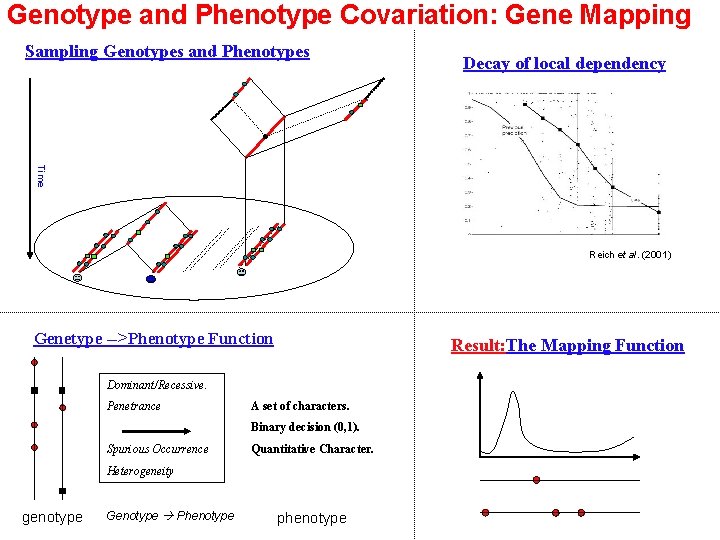 Genotype and Phenotype Covariation: Gene Mapping Sampling Genotypes and Phenotypes Decay of local dependency