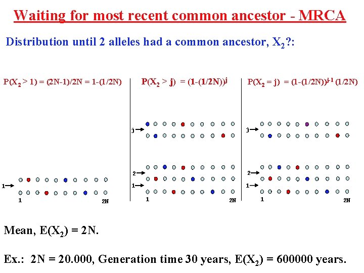 Waiting for most recent common ancestor - MRCA Distribution until 2 alleles had a