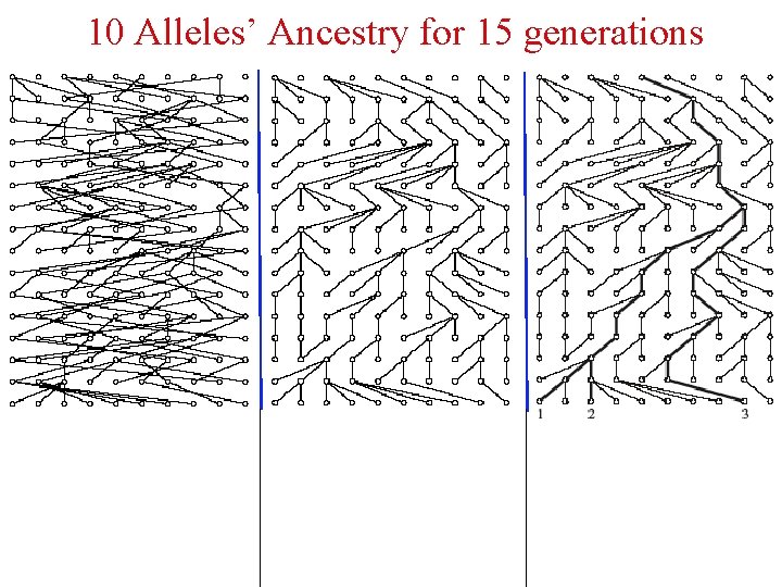 10 Alleles’ Ancestry for 15 generations 