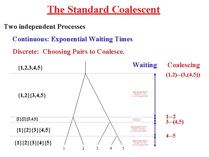 The Standard Coalescent Two independent Processes Continuous: Exponential Waiting Times Discrete: Choosing Pairs to