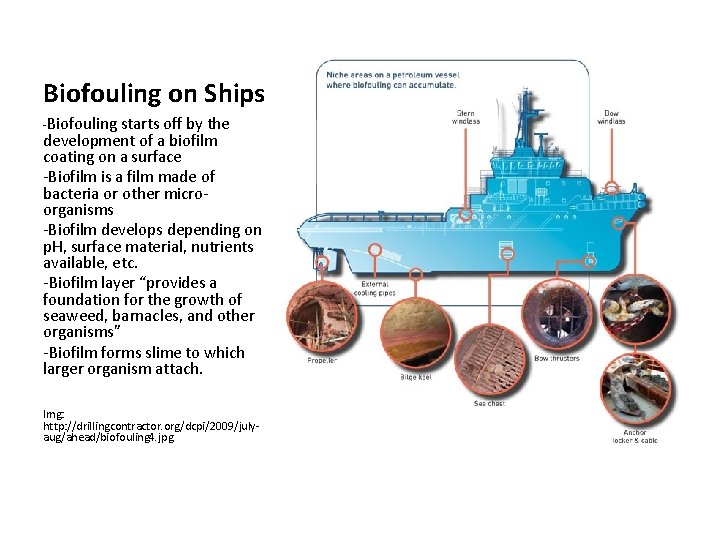 Biofouling on Ships -Biofouling starts off by the development of a biofilm coating on