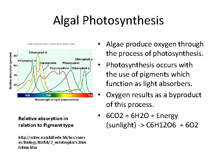 Algal Photosynthesis Relative absorption in relation to Pigment type http: //scitec. uwichill. edu. bb/bcs/cours