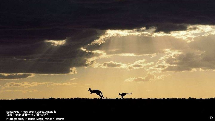 Kangaroos in New South Wales, Australia 袋鼠在新南威爾士州，澳大利亞 Photograph by Mitsuaki Iwago, Minden Pictures 12