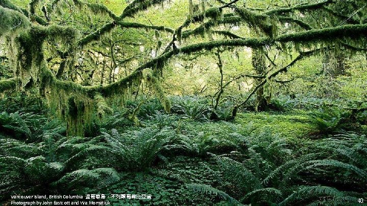 Vancouver Island, British Columbia 溫哥華島，不列顛哥倫比亞省 Photograph by John Eastcott and Yva Momatiuk 40 