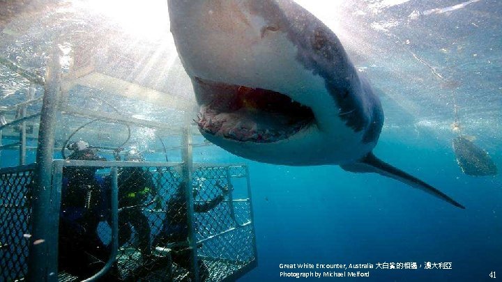 Great White Encounter, Australia 大白鯊的相遇，澳大利亞 Photograph by Michael Melford 41 