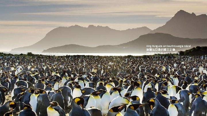 King Penguins on South Georgia Island 南喬治亞島的國王企鵝 Photograph by Frans Lanting 44 