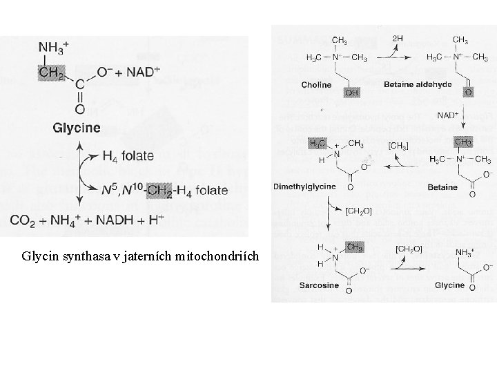 Glycin synthasa v jaterních mitochondriích 