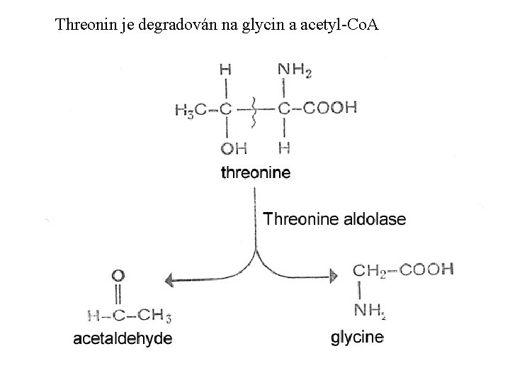 Threonin je degradován na glycin a acetyl-Co. A 