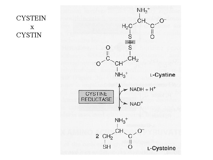 CYSTEIN x CYSTIN 