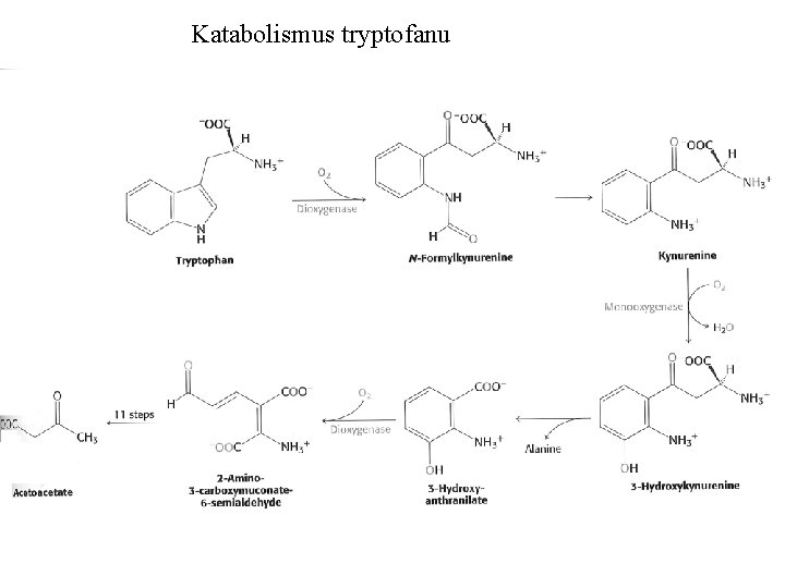 Katabolismus tryptofanu 