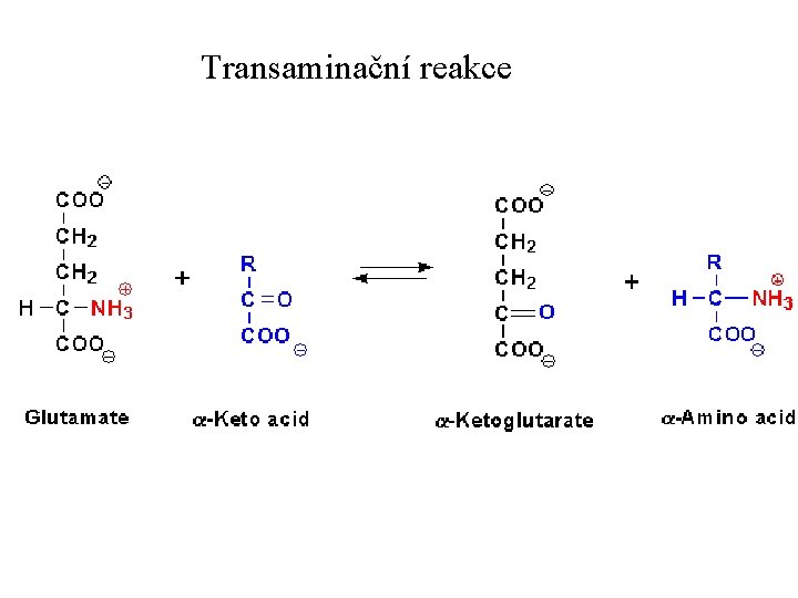 Transaminační reakce 