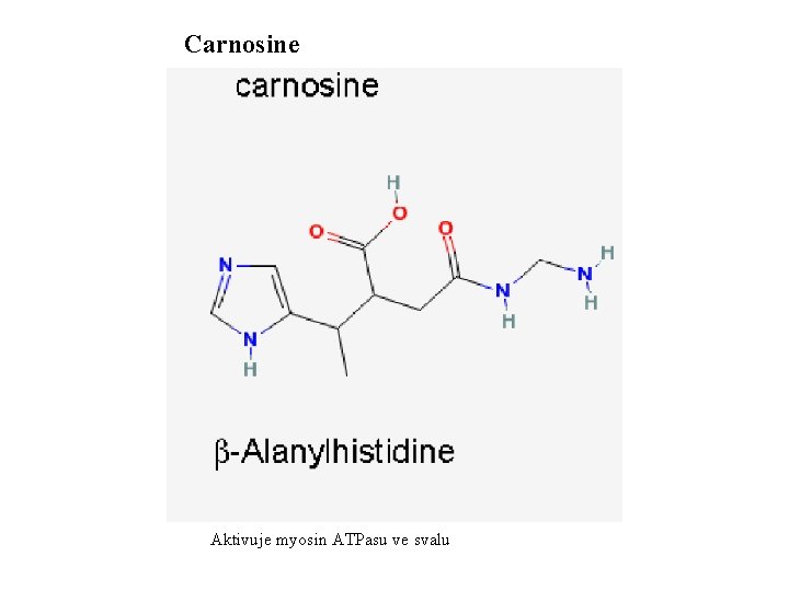 Carnosine Aktivuje myosin ATPasu ve svalu 