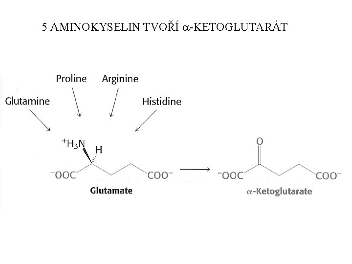 5 AMINOKYSELIN TVOŘÍ a-KETOGLUTARÁT 