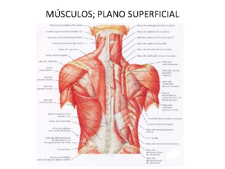 MÚSCULOS; PLANO SUPERFICIAL 