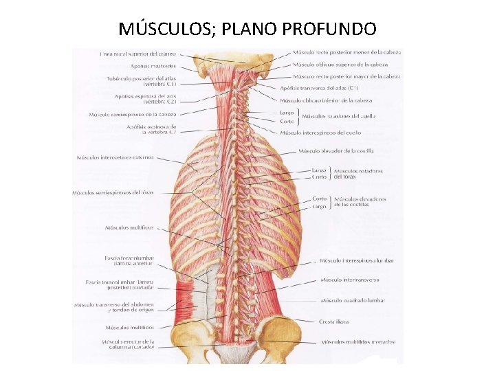 MÚSCULOS; PLANO PROFUNDO 