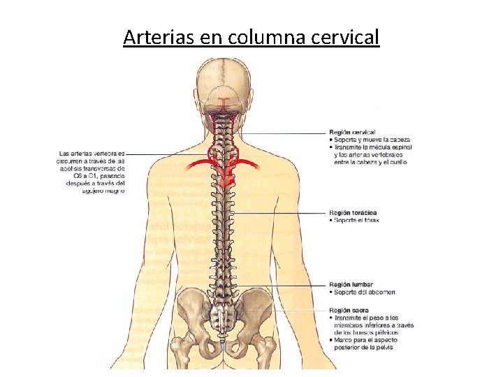 Arterias en columna cervical 