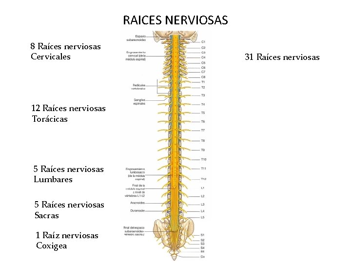 RAICES NERVIOSAS 8 Raíces nerviosas Cervicales 12 Raíces nerviosas Torácicas 5 Raíces nerviosas Lumbares