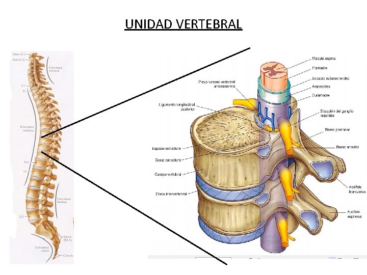 UNIDAD VERTEBRAL 